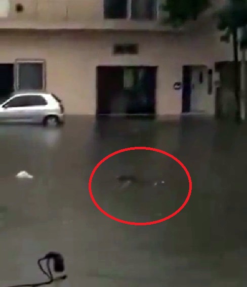 Apareció un cadáver flotando en las calles del AMBA VIDEO Nuevo