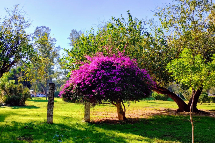 Veranito en pleno invierno se esperan 32º de máxima y un lunes a