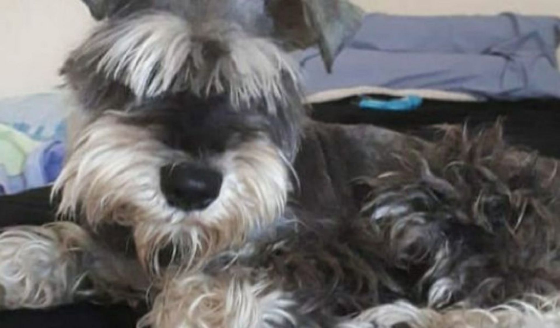 los mini schnauzers ladran mucho