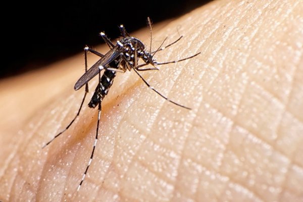 La preocupante lectura de la OPS sobre la epidemia de dengue en el país