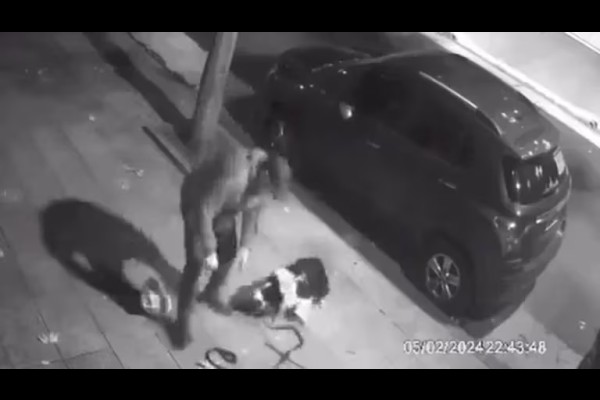 Maltrato animal en Flores: un hombre levantó y arrojó contra el suelo a su mascota en la vía pública
