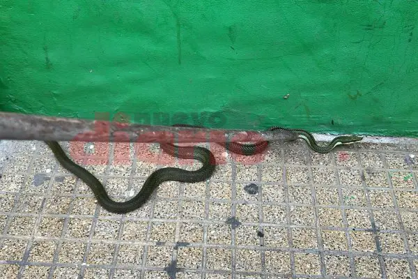 Hallaron una serpiente en Av. Belgrano y Libertad