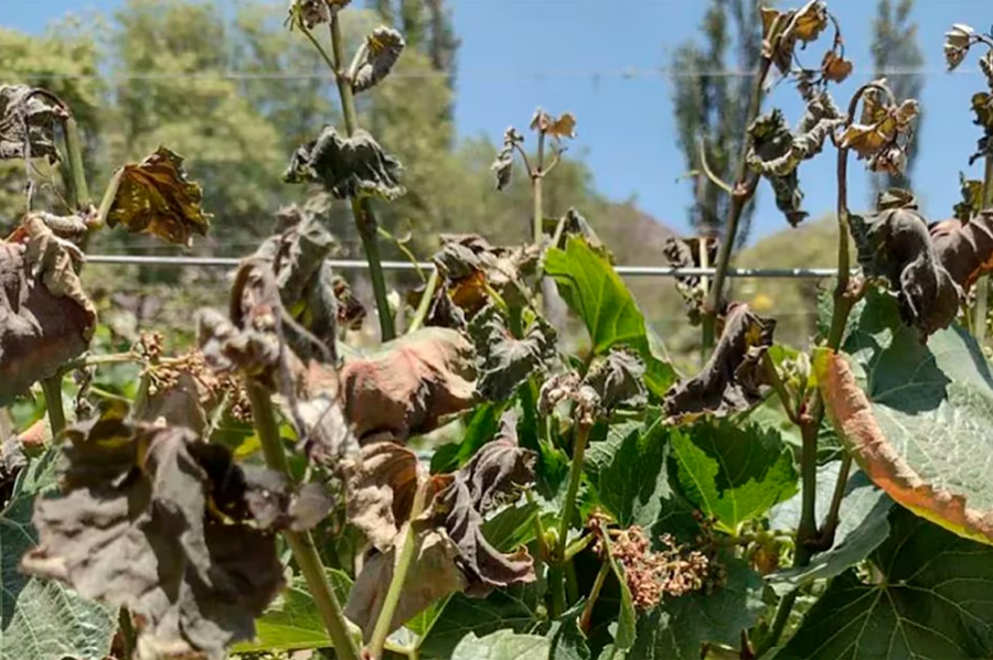 Las plantas, tras una helada negra.