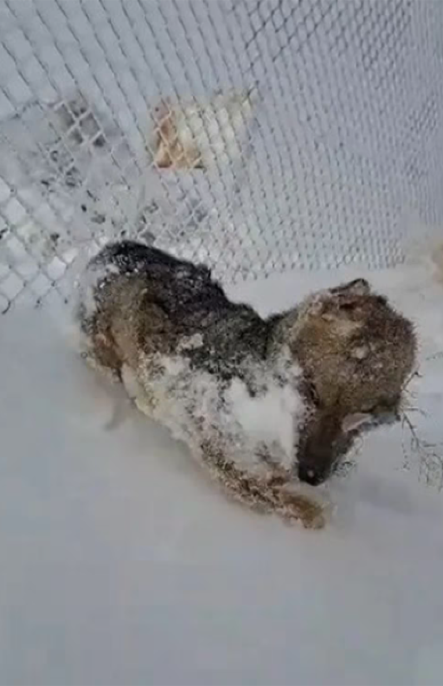Se congel&oacute; un zorro en Santa Cruz en medio de la nieve por la ola polar (Cr&eacute;dito: X Estacion_bcp)