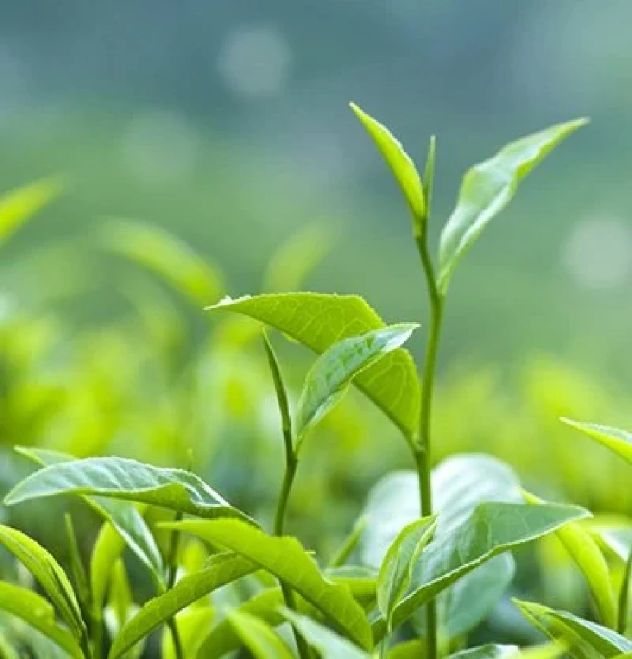 T&eacute; verde.