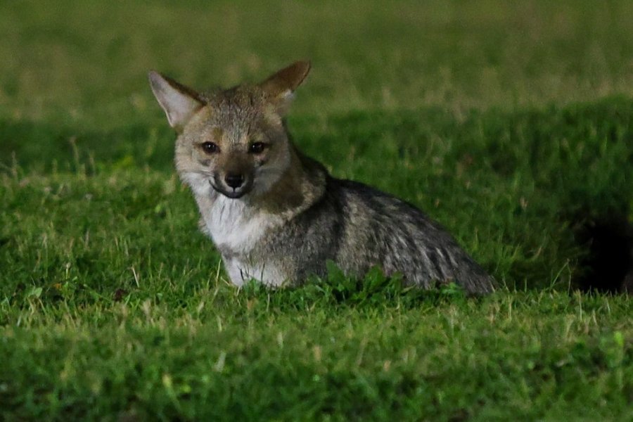 Según el equipo de Guardaparques, la decisi&oacute;n de dejar al zorro en Playa Chica se basa en las buenas condiciones del entorno y en el bienestar que el animal parece haber encontrado en el lugar