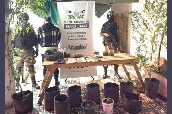 Secuestran tres kilos de marihuana y descubren un vivero de la misma droga