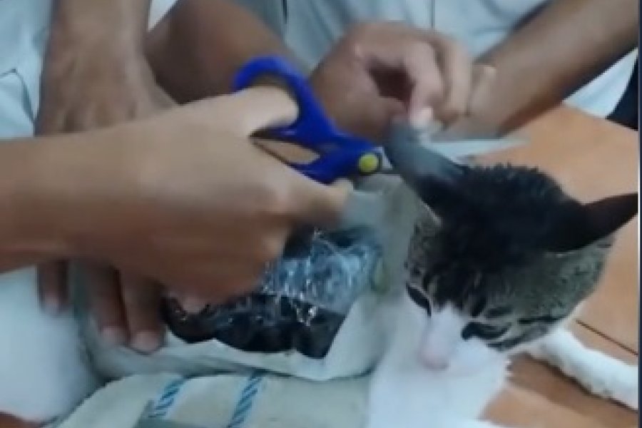 Captura Captura