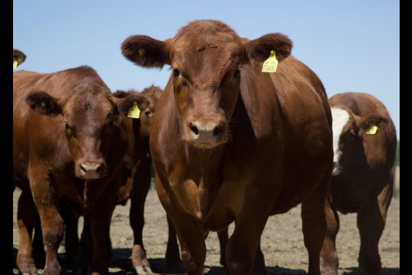 Denunciaron la desaparición de 142 vacas de un campo cercano a Matará