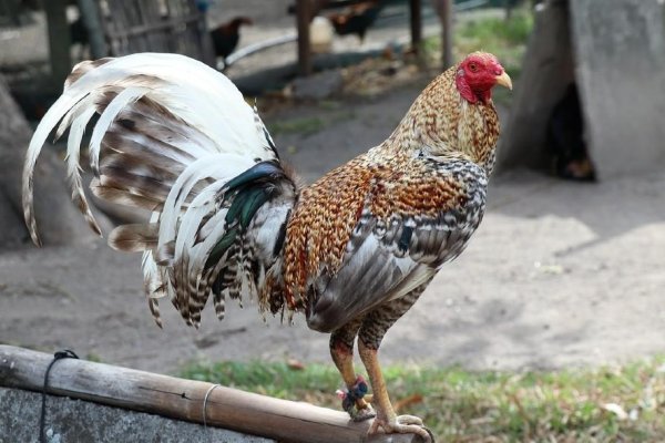 Intentó robar gallos y terminó aprehendido tras ingresar a una vivienda