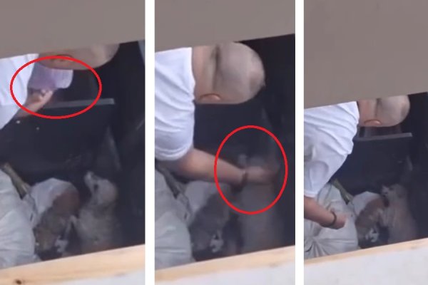 Escrachan a un contador santiagueño por terribles maltratos a una perrita ciega