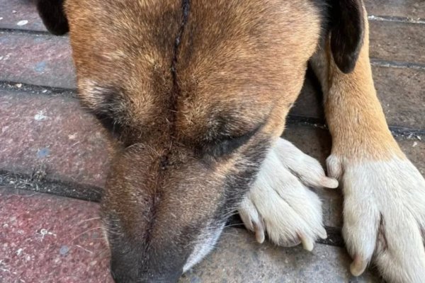 El Cruce: delincuente apuñaló a un perro que intentó evitar un robo