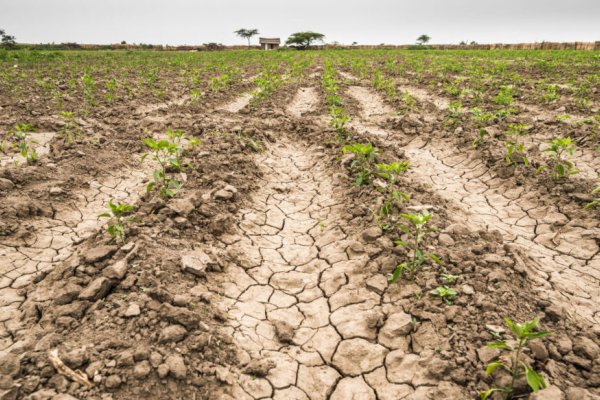 El Gobierno de la Provincia, exime por 6 meses el pago de Ingresos Brutos al Campo