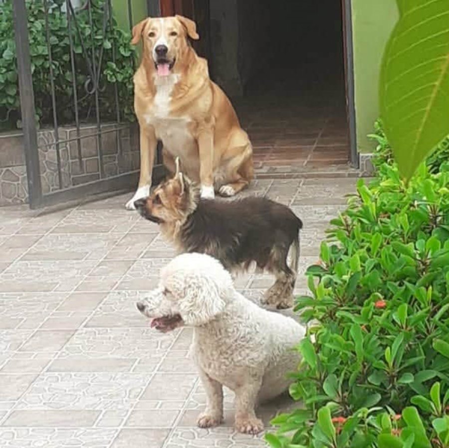 Era m&aacute;s peque&ntilde;o que un caniche mediano.