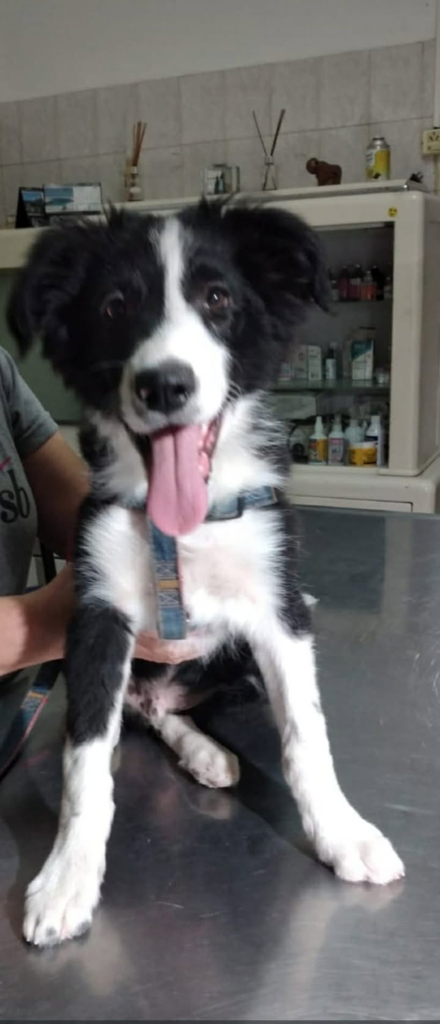 El cachorro que le regal&oacute; su nieto.