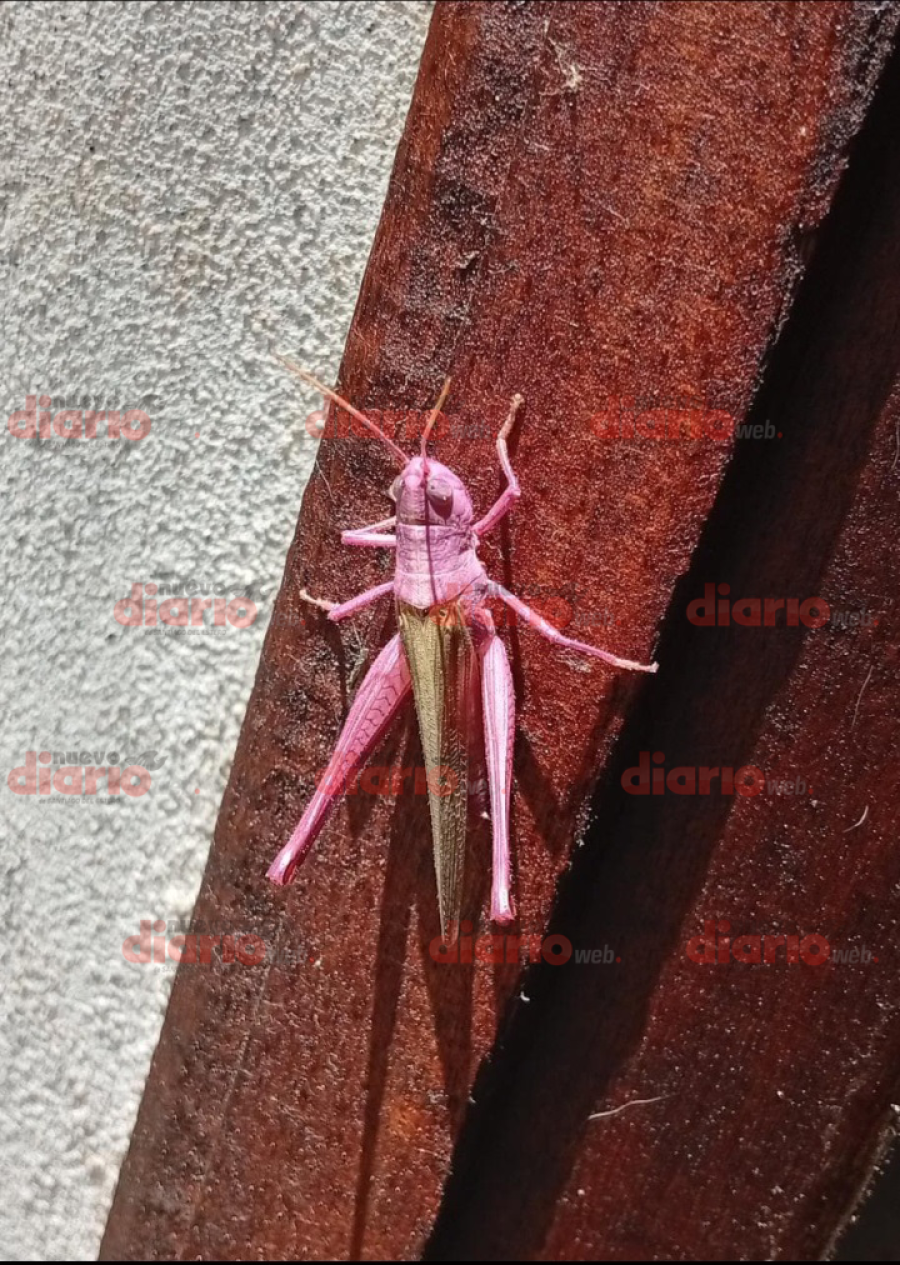 <b>La encontraron en Forres (Robles).</b>