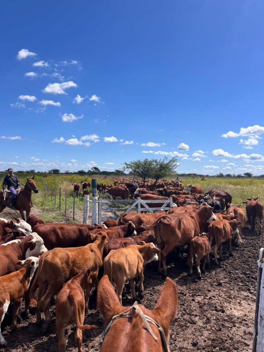 El campo al que llevaron sus animales.