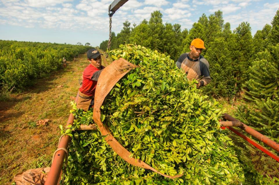 <i>Plantaci&oacute;n de yerba mate en Misiones o cosecha de hojas.</i>