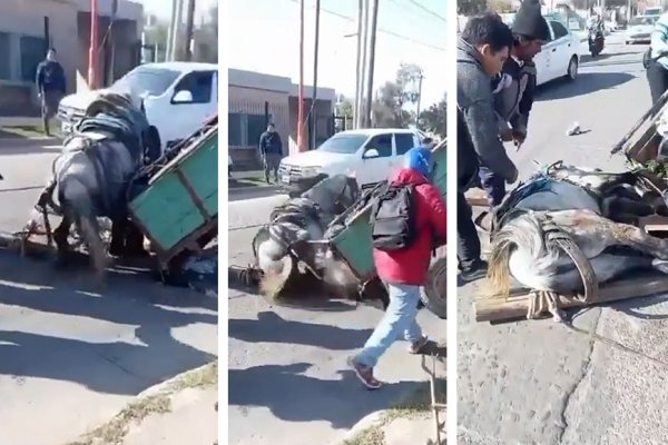 Indignación en Santiago por un caballo que se desplomó mientras tiraba de un carro