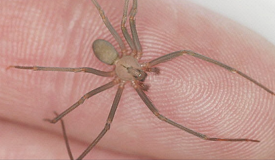 <i>La ara&ntilde;a violinista suele esconderse en lugares oscuros del hogar y su picadura requiere atenci&oacute;n r&aacute;pida.</i>