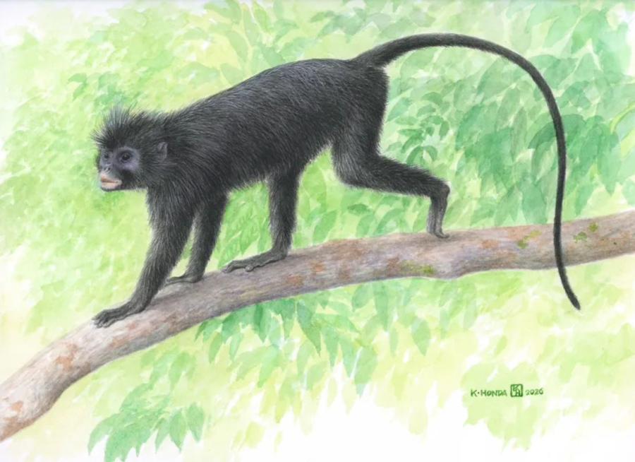 <i>Ilustraci&oacute;n de Colobus Congensis, cuyo nombre com&uacute;n es el nombre vern&aacute;culo local, Likweli.</i>