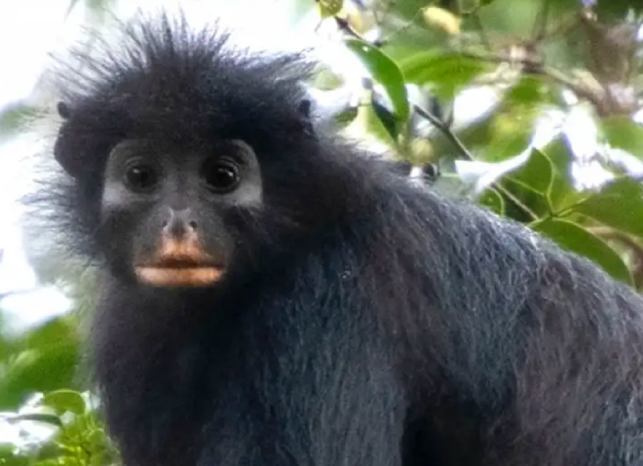 <i>El likweli permaneci&oacute; oculto durante a&ntilde;os en los bosques del Congo hasta que estudios gen&eacute;ticos confirmaron que era una especie nunca antes registrada.</i>