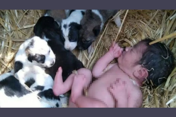 Una beba fue abandonada en un campo y fue salvada por una perra y sus cachorros