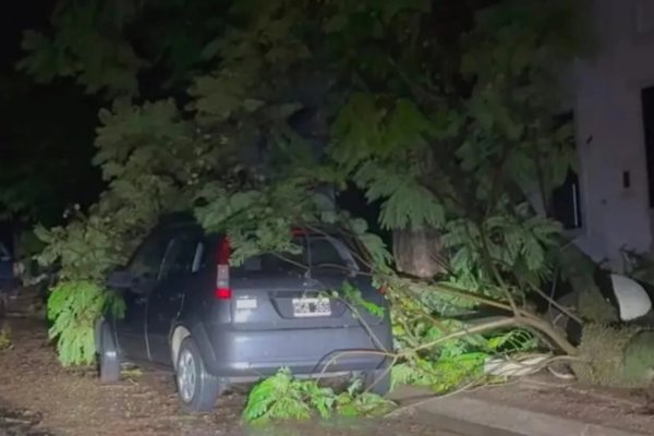 Tenía 76 años y murió aplastada tras la caída de un árbol sobre su casa