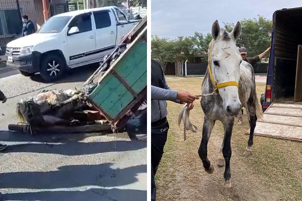 El caballo que conmovió a Santiago lucha por recuperarse y necesita la ayuda de todos