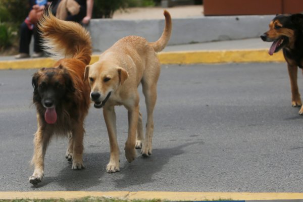 Polémica en una provincia | Podrán aplicar la eutanasia a perros callejeros que no sean reclamados en 72 horas