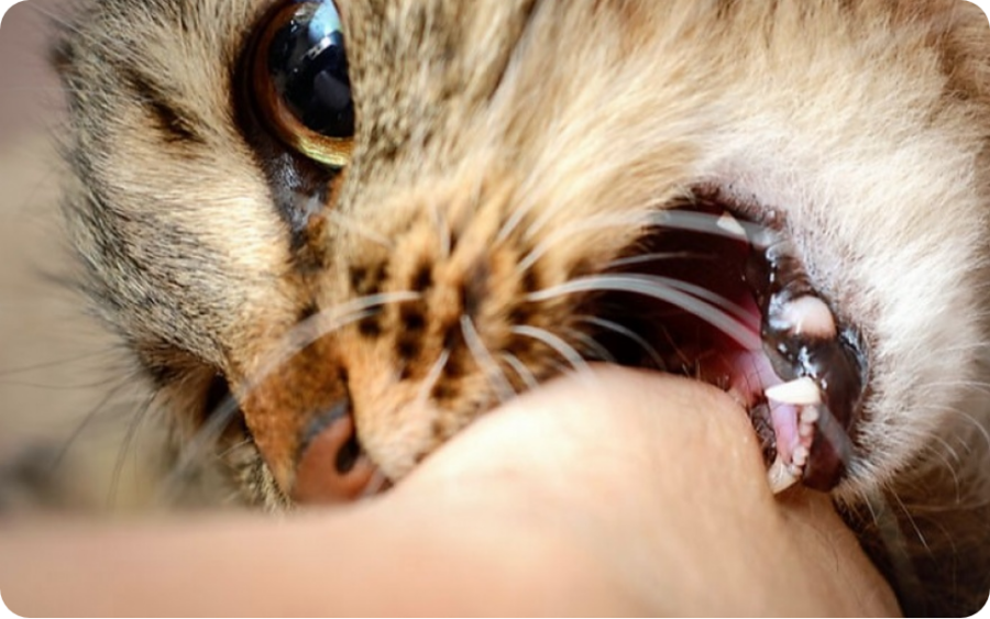<i>La vacunaci&oacute;n anual de perros y gatos contin&uacute;a siendo la principal medida para prevenir la rabia, una enfermedad que puede transmitirse a las personas.</i>